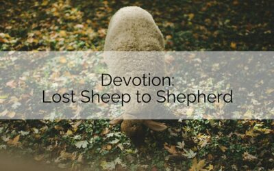 Lost Sheep to Shepherd